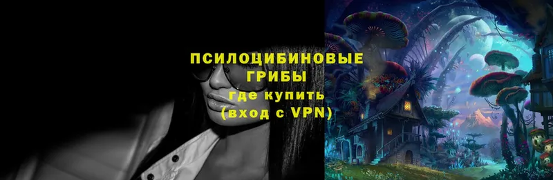 Псилоцибиновые грибы Psilocybe  Махачкала 